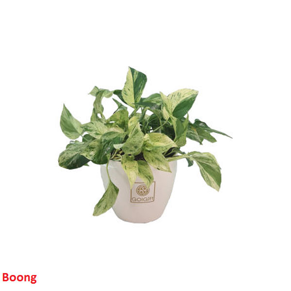 گیاه آپارتمانی