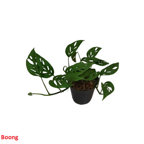 گیاه آپارتمانی