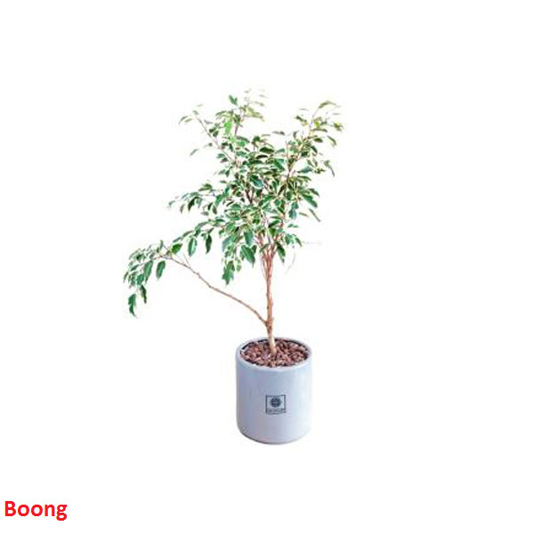 گیاه آپارتمانی