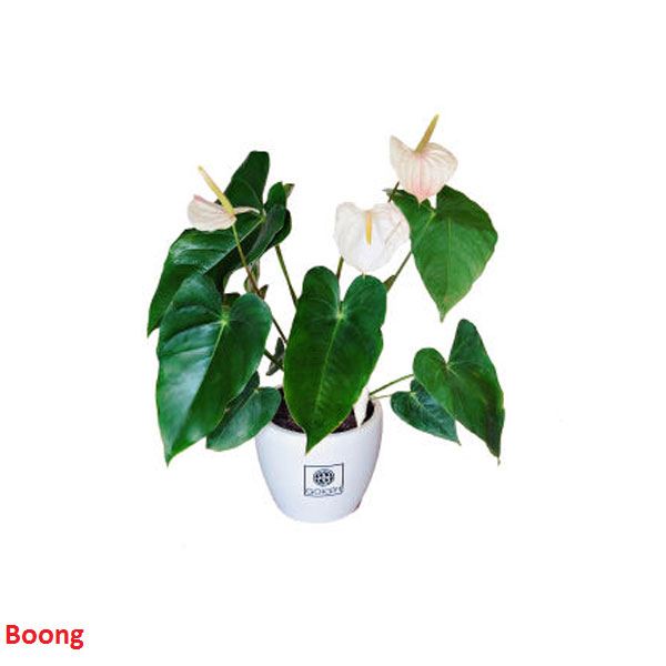 گیاه آپارتمانی